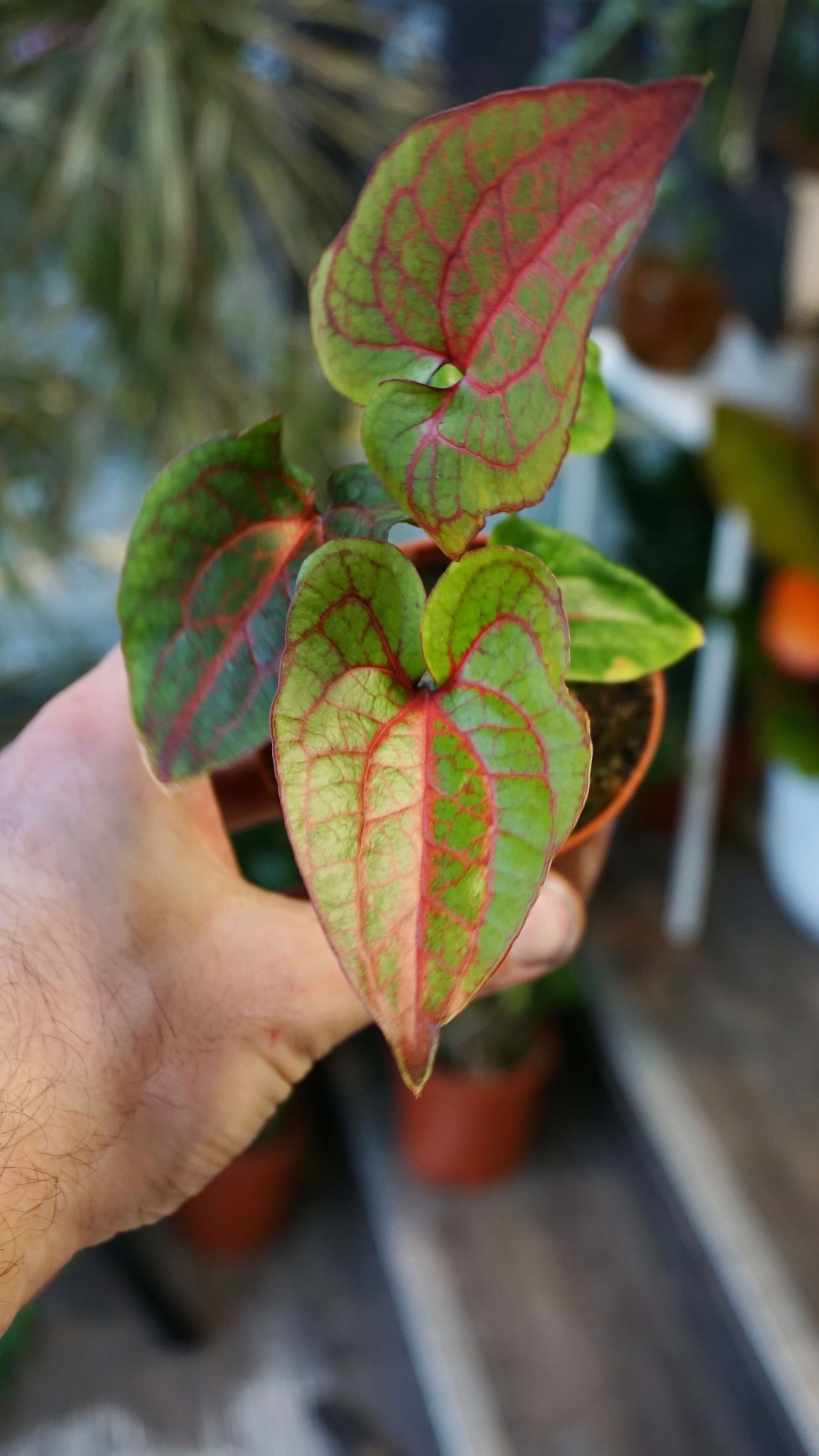 Cyrtosperma Johnstonii studio plantes rares jungle jardinerie strasbourg rare plant shop online pflanzen