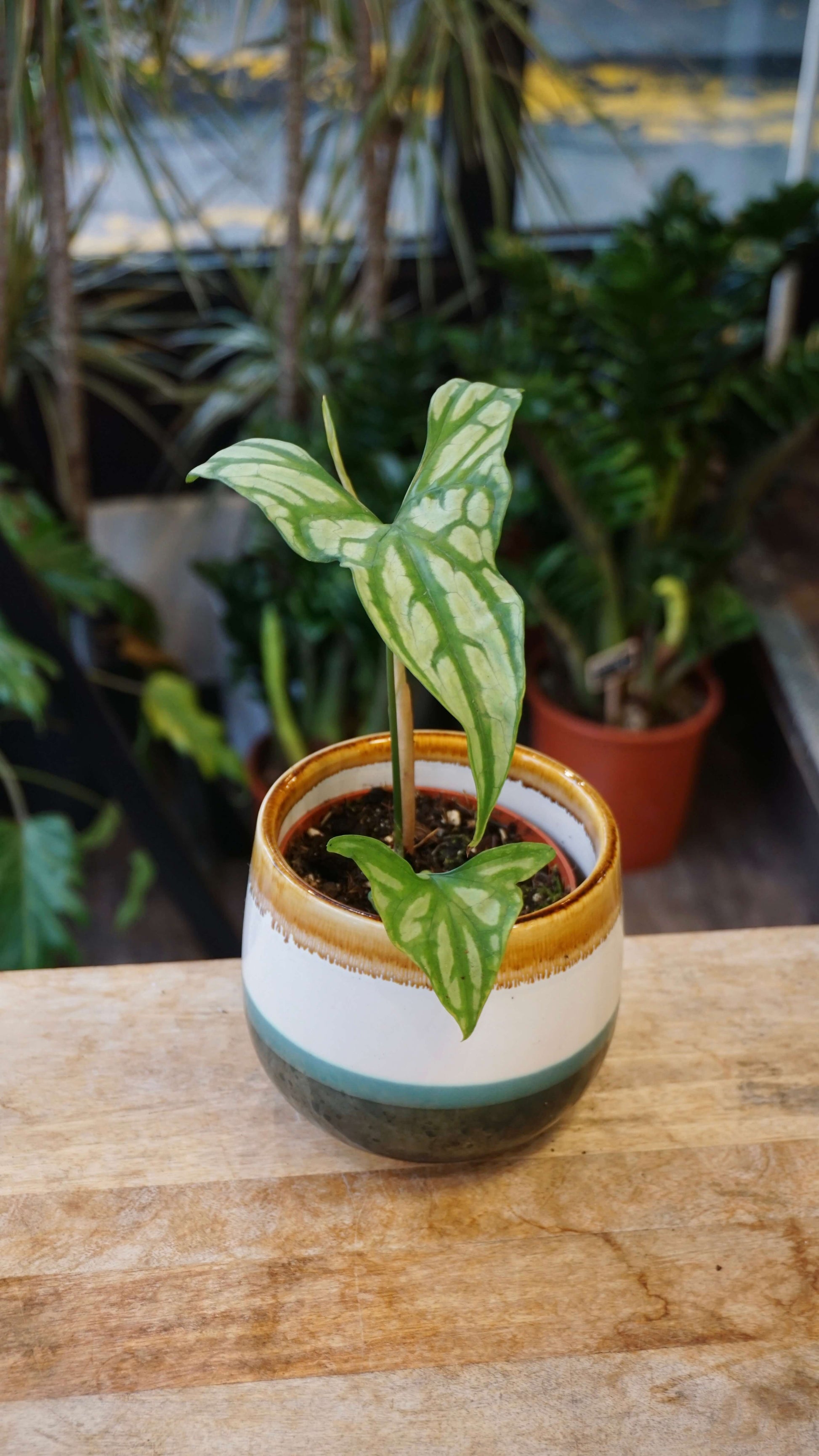 Cercestis Mirabilis studio plantes rares jungle jardinerie strasbourg rare plant shop online pflanzen