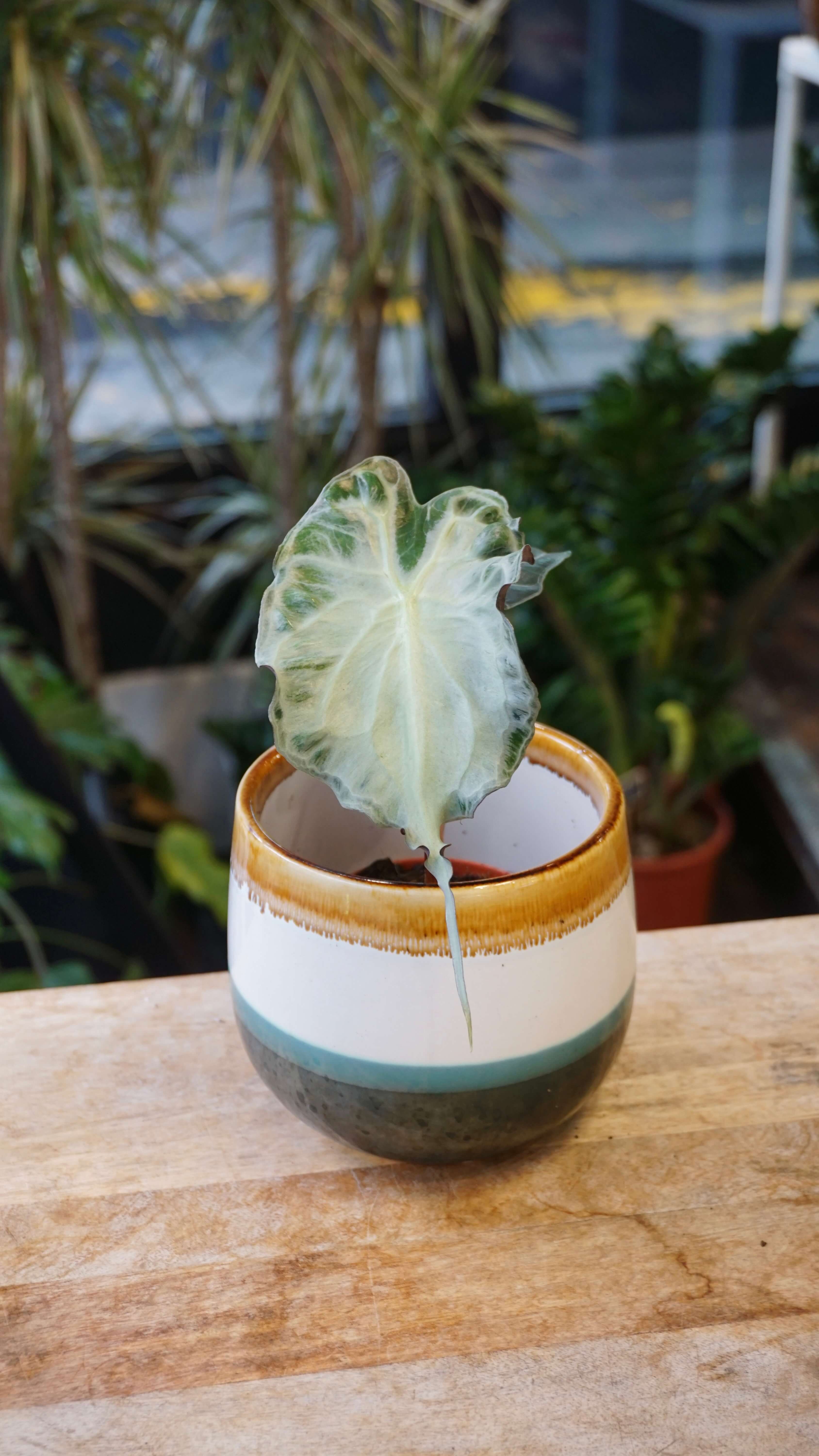 Alocasia Venom (baby) | Rare Indoor Plant | Studio Plantes