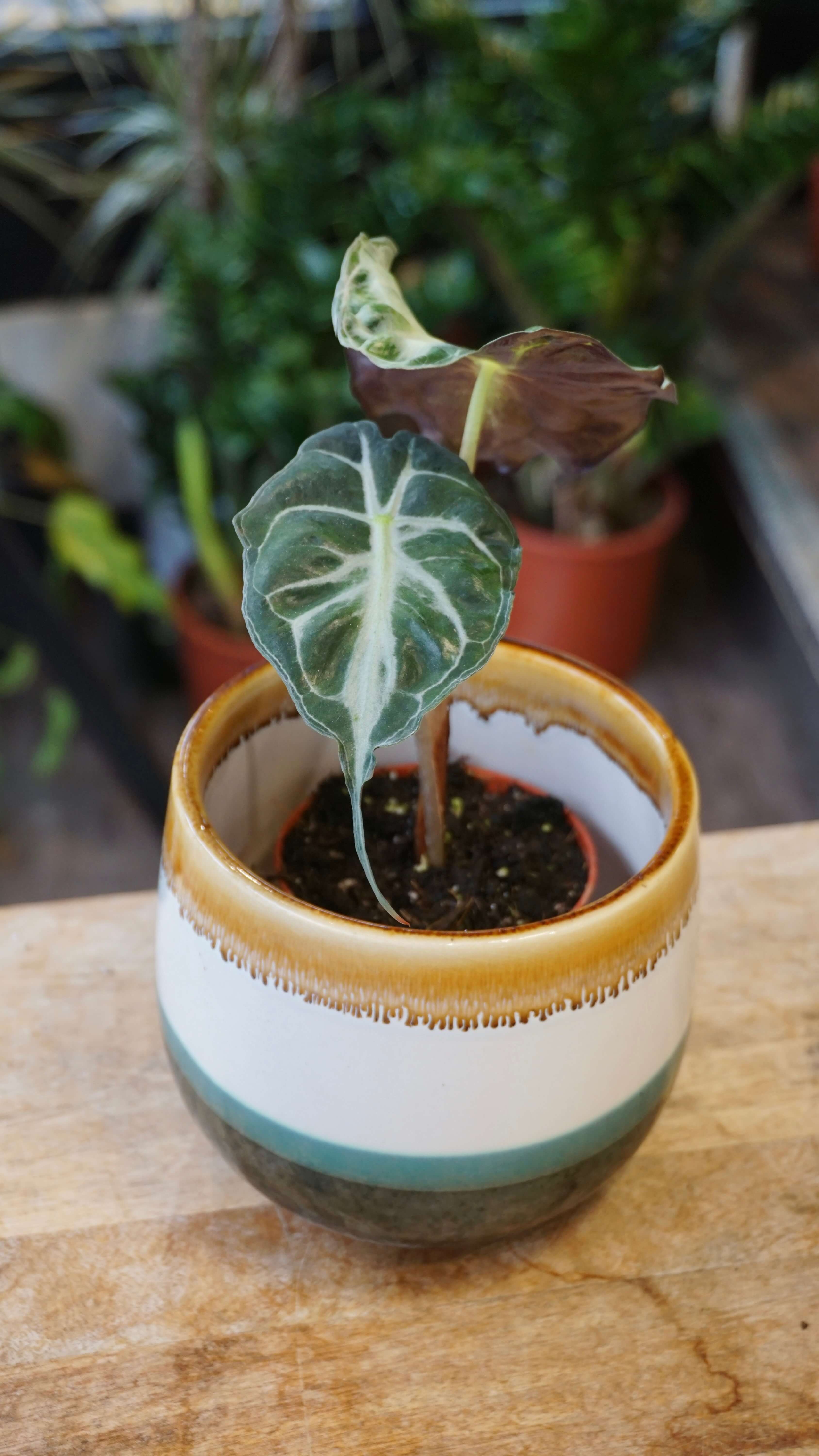 Alocasia Venom (baby) | Rare Indoor Plant | Studio Plantes
