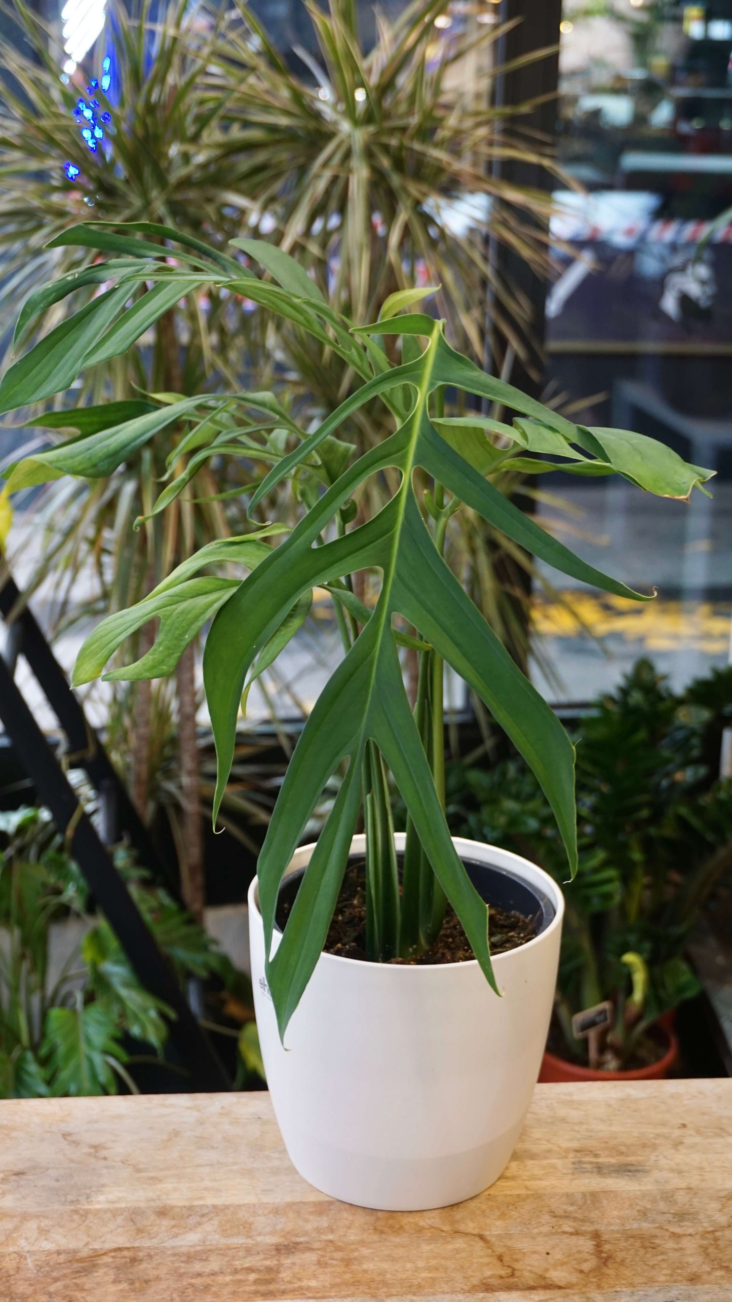 Monstera Croatii studio plantes rares jungle jardinerie strasbourg rare plant shop online pflanzen