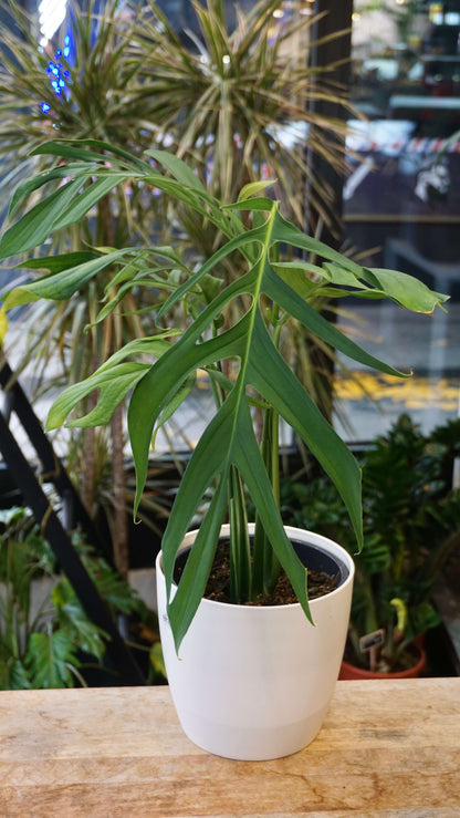 Monstera Croatii studio plantes rares jungle jardinerie strasbourg rare plant shop online pflanzen