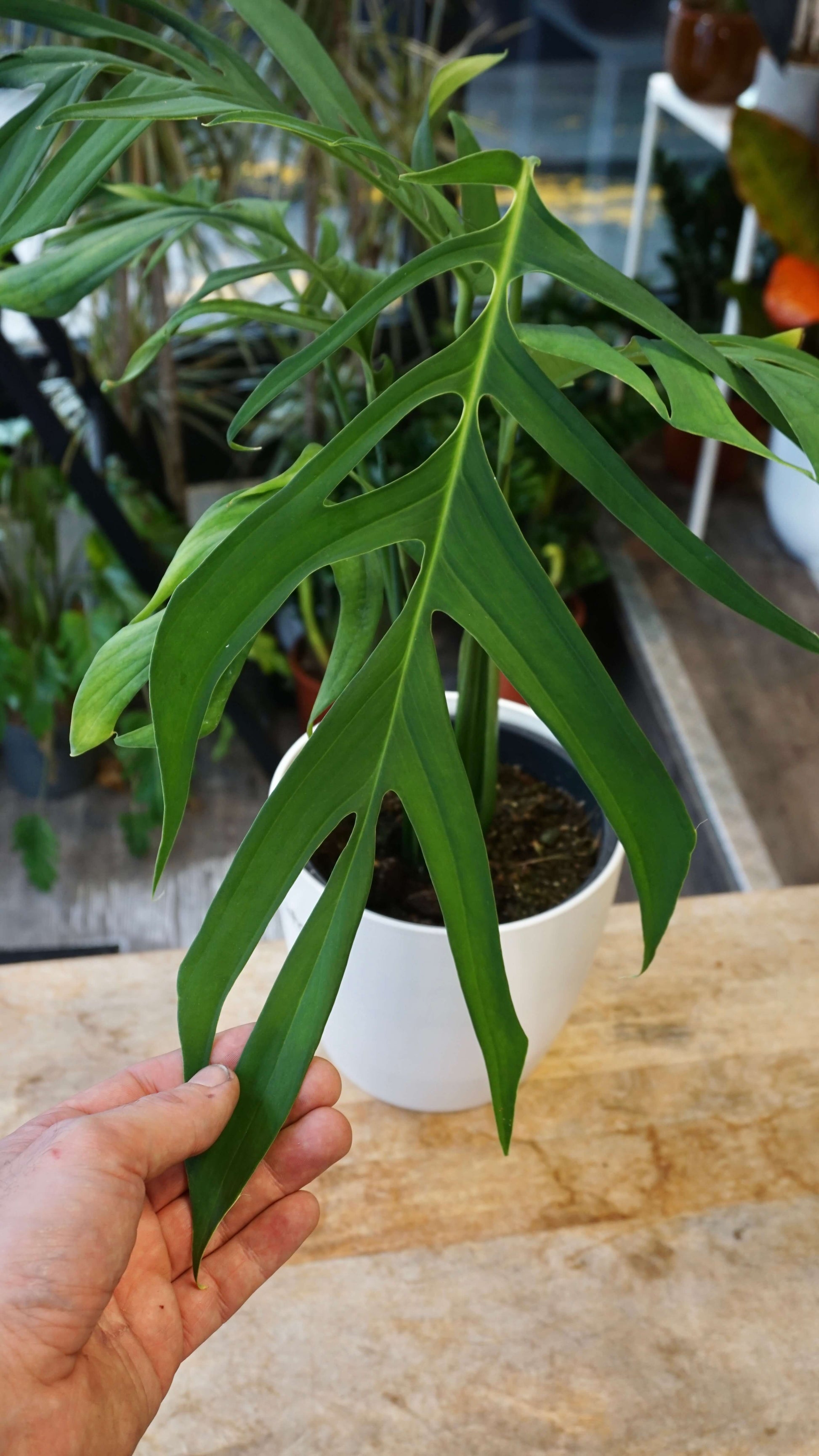 Monstera Croatii studio plantes rares jungle jardinerie strasbourg rare plant shop online pflanzen