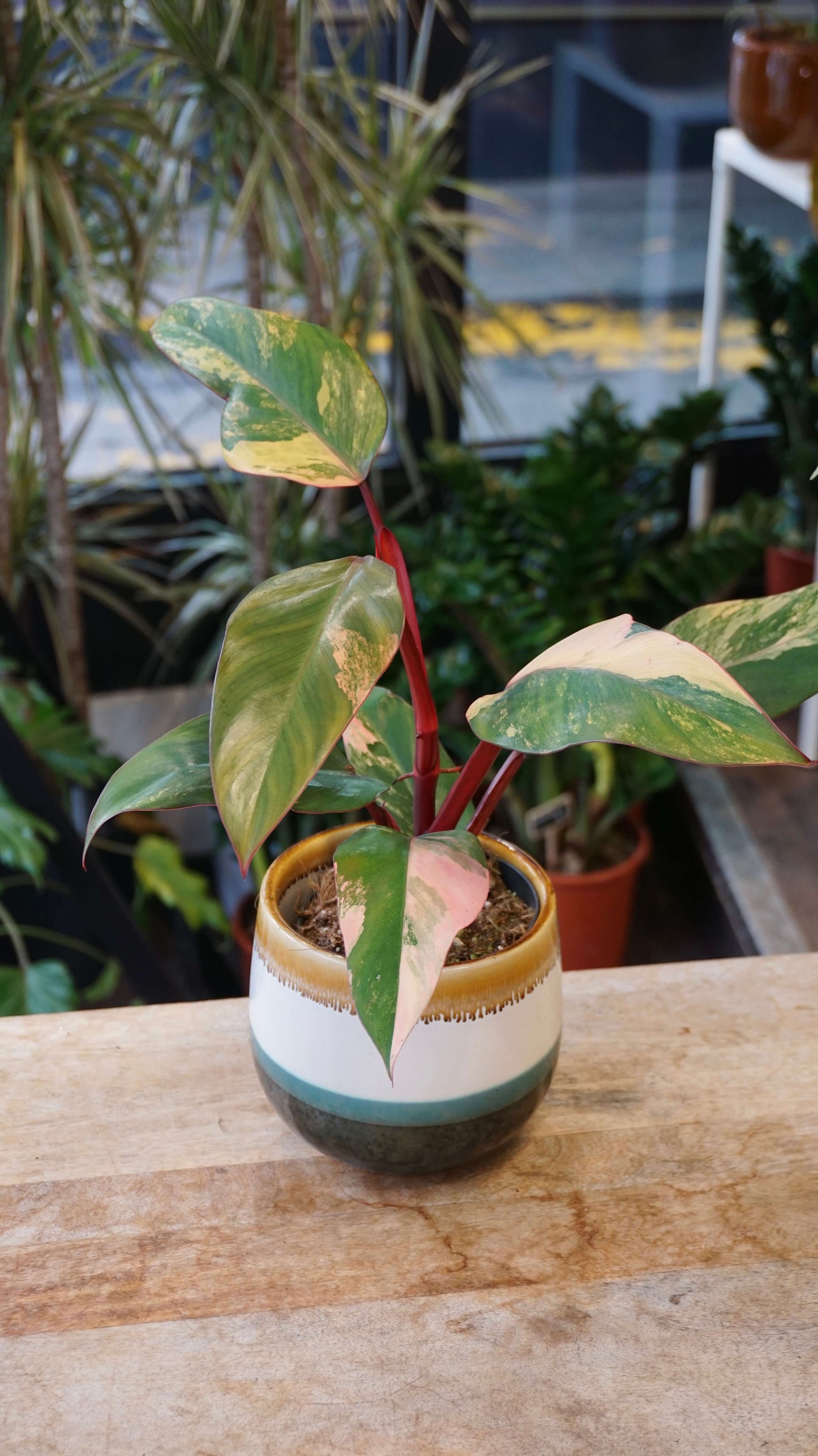 Philodendron Apple Crumble studio plantes rares jungle jardinerie strasbourg rare plant shop online pflanzen