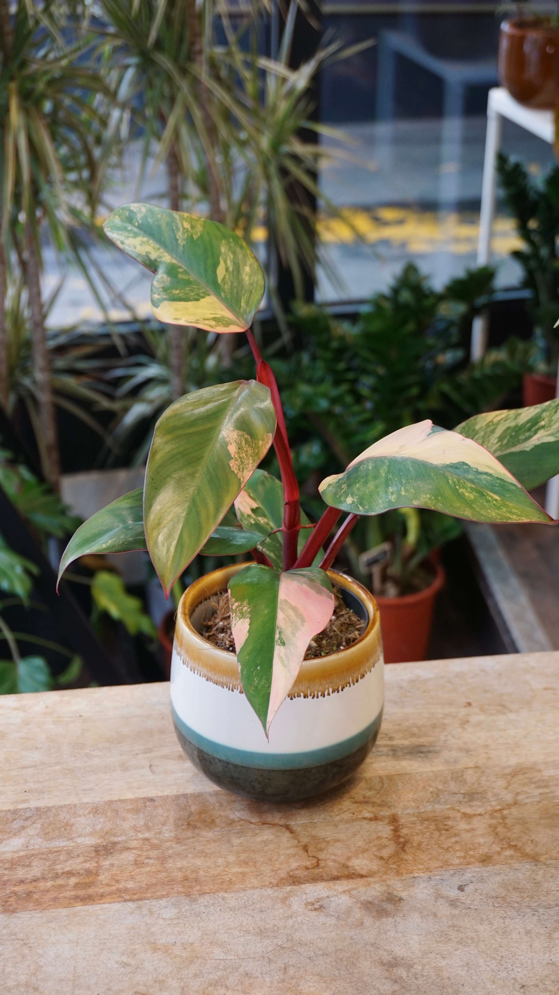 Philodendron Apple Crumble studio plantes rares jungle jardinerie strasbourg rare plant shop online pflanzen