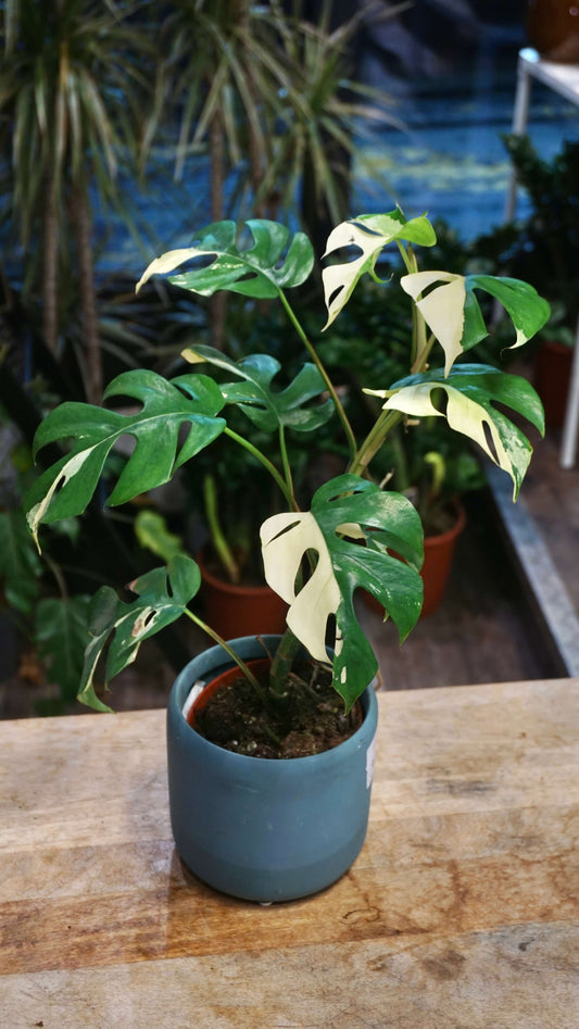Rhaphidophora Tetrasperma Variegata - Monstera Minima Variegata