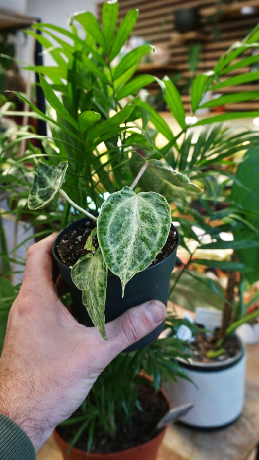 Anthurium Silver Blush Mint (small)