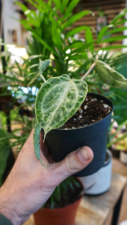 Anthurium Silver Blush Mint (small)