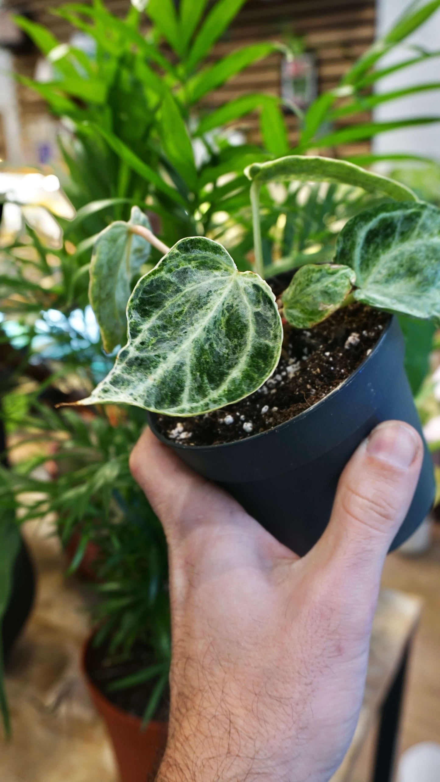 Anthurium Silver Blush Mint (small)