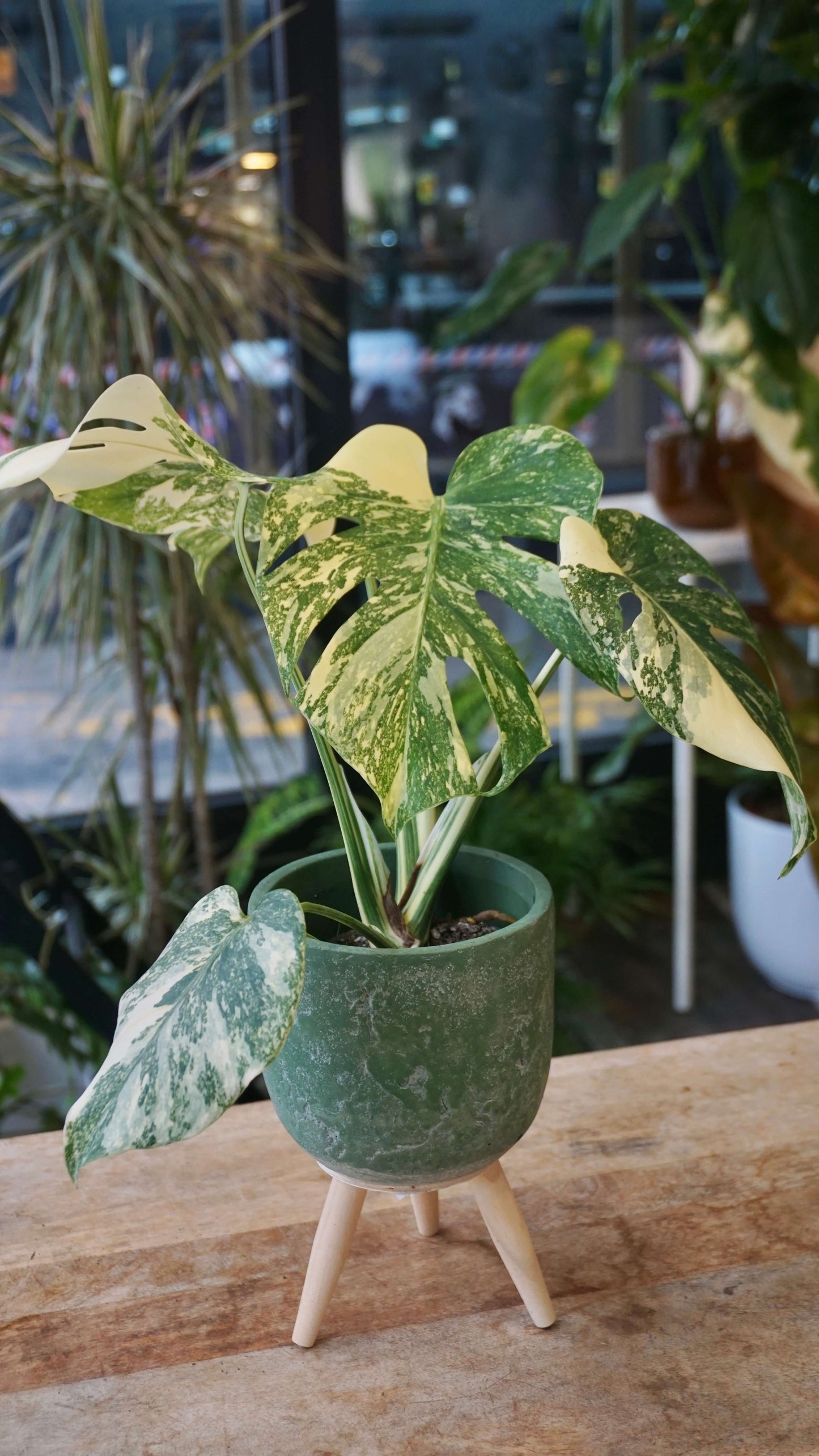 Monstera Crème Brulée studio plantes rares jungle jardinerie strasbourg rare plant shop online planzen