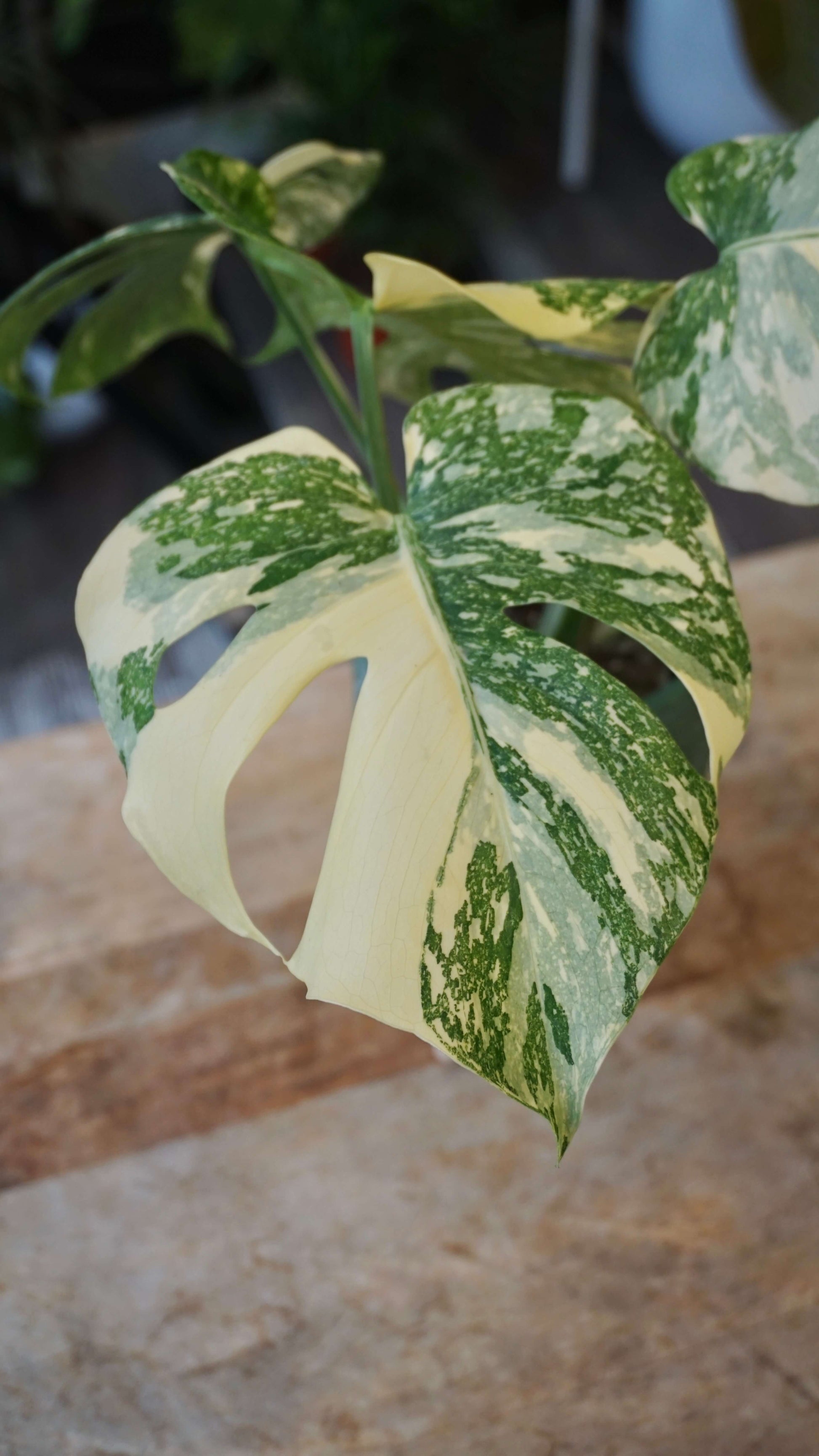 Monstera Crème Brulée studio plantes rares jungle jardinerie strasbourg rare plant shop online planzen