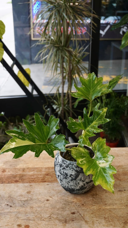 Philodendron Selloum Variegata