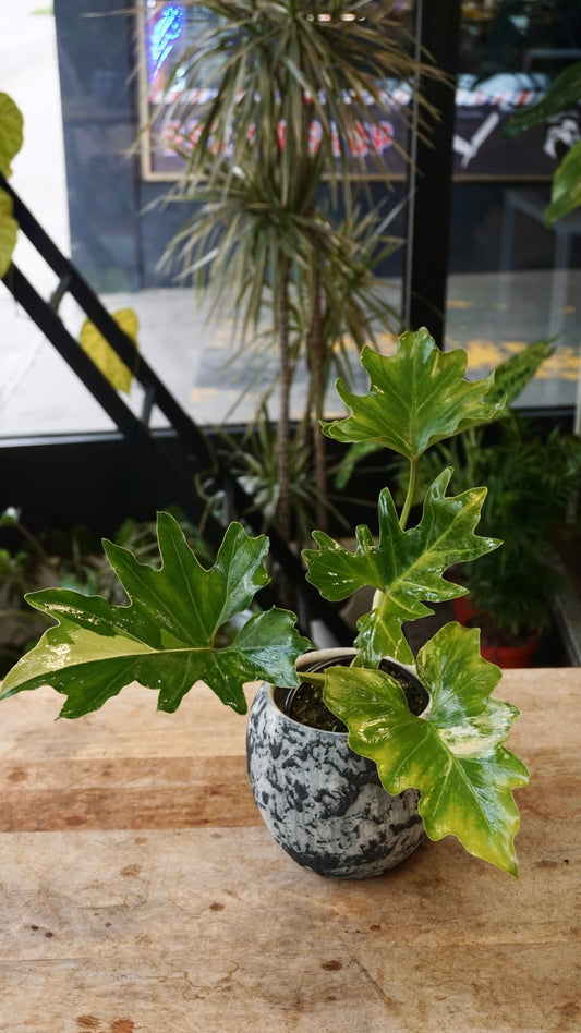 Philodendron Selloum Variegata