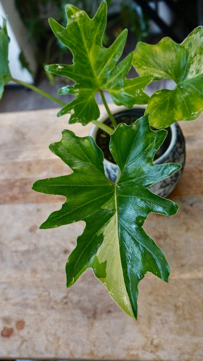 Philodendron Selloum Variegata