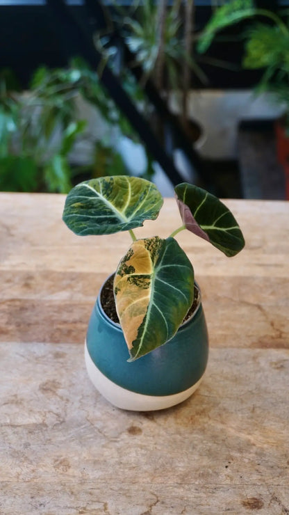 Alocasia Black Velvet Gold studio plantes rares jungle jardinerie strasbourg rare plant shop online pflanzen