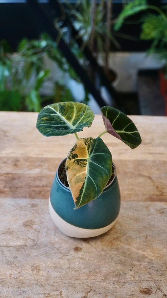 Alocasia Black Velvet Gold studio plantes rares jungle jardinerie strasbourg rare plant shop online pflanzen