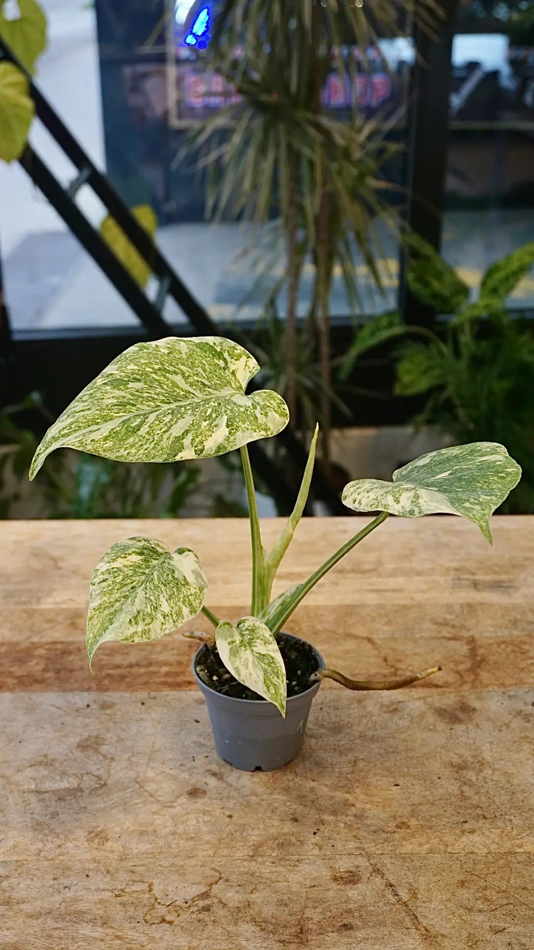 Monstera Legacy | Rare Plant | Plant Studio – Studio Plantes