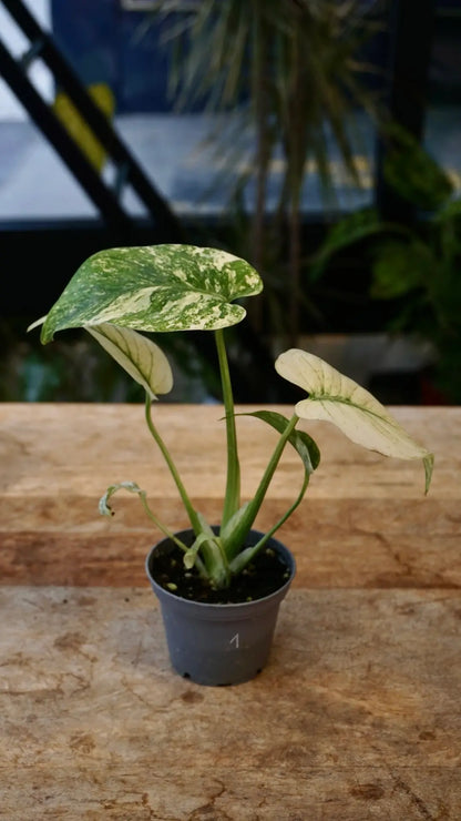 Monstera White Monster Baby studio plantes rares jardinerie strasbourg rare plant shop online pflanzen