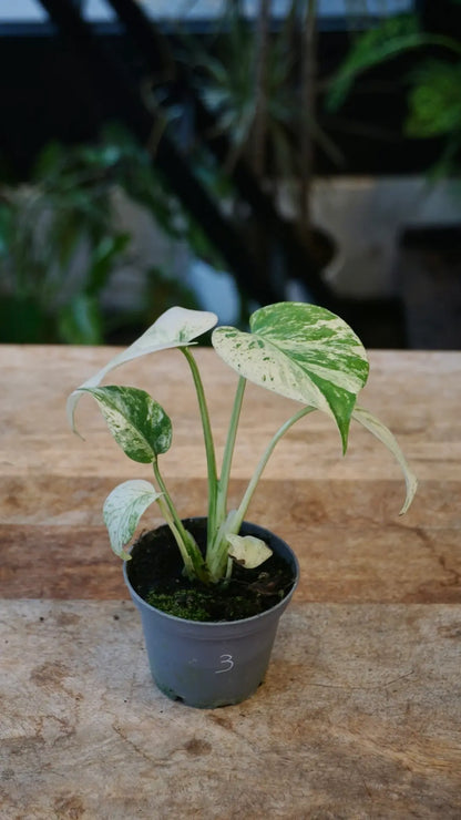 Monstera White Monster Baby studio plantes rares jardinerie strasbourg rare plant shop online pflanzen