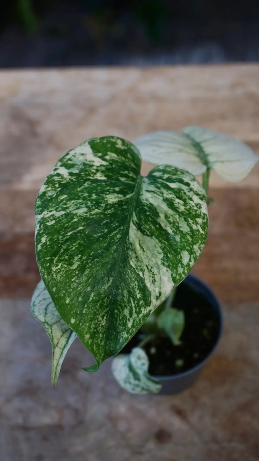 Monstera White Monster Baby studio plantes rares jardinerie strasbourg rare plant shop online pflanzen