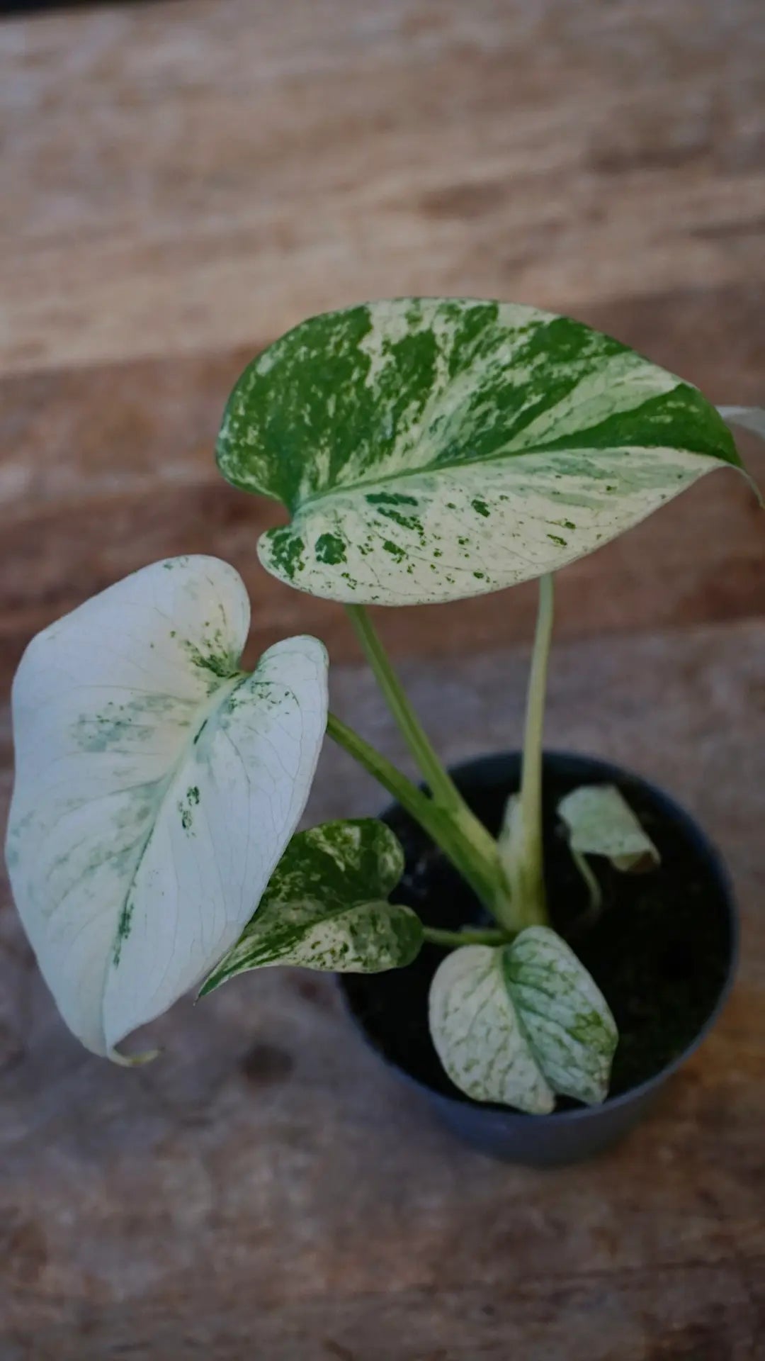 Monstera White Monster Baby studio plantes rares jardinerie strasbourg rare plant shop online pflanzen