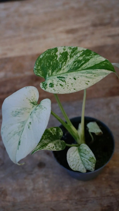 Monstera White Monster Baby studio plantes rares jardinerie strasbourg rare plant shop online pflanzen