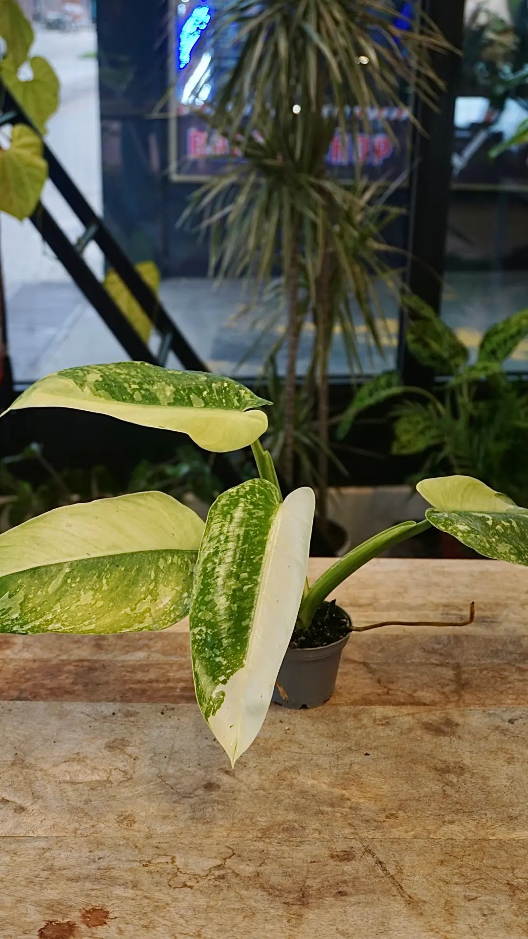 philodendron jose buono studio plantes rares jungle jardinerie strasbourg rare plant shop online pflanzen