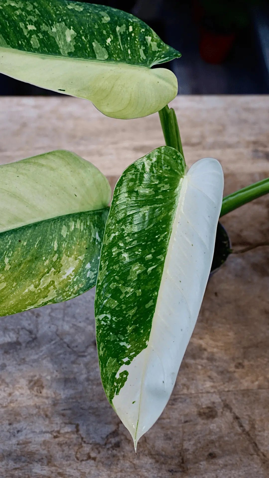 philodendron jose buono studio plantes rares jungle jardinerie strasbourg rare plant shop online pflanzen
