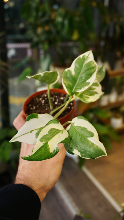 Epipremnum Njoy studio plantes rares jungle jardinerie strasbourg rare plant shop online pflanzen
