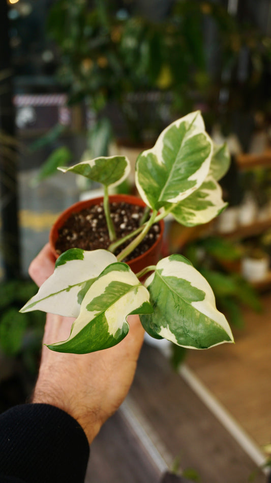 Epipremnum Njoy studio plantes rares jungle jardinerie strasbourg rare plant shop online pflanzen