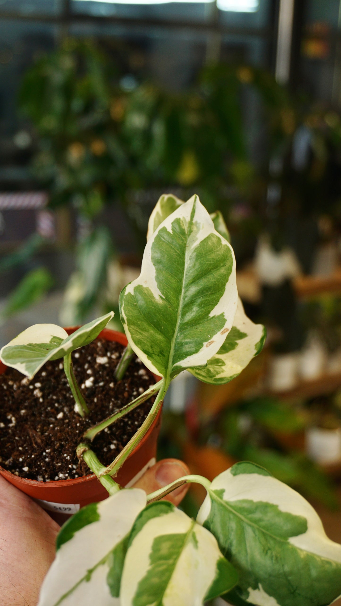 Epipremnum Njoy studio plantes rares jungle jardinerie strasbourg rare plant shop online pflanzen