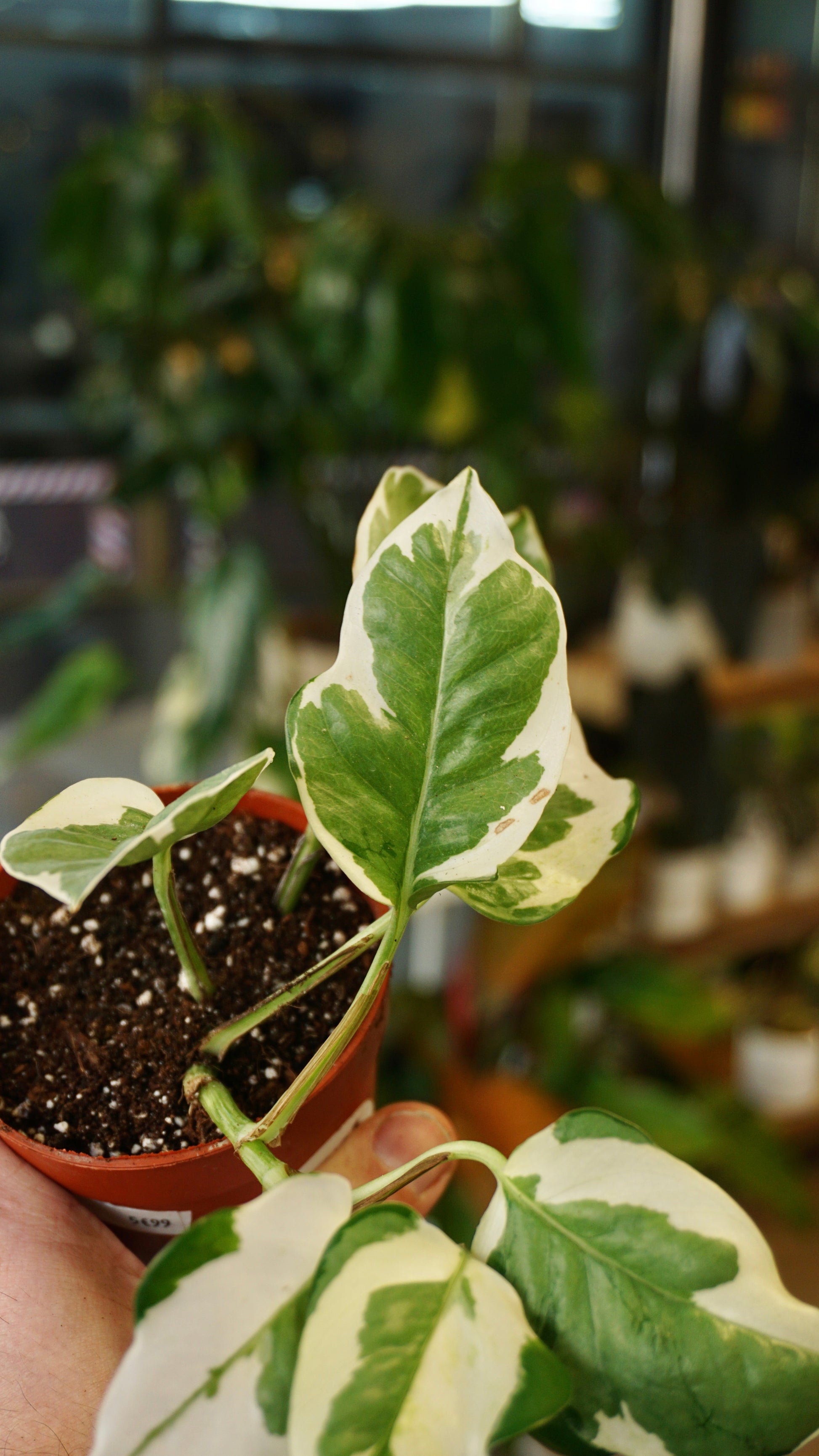 Epipremnum Njoy studio plantes rares jungle jardinerie strasbourg rare plant shop online pflanzen