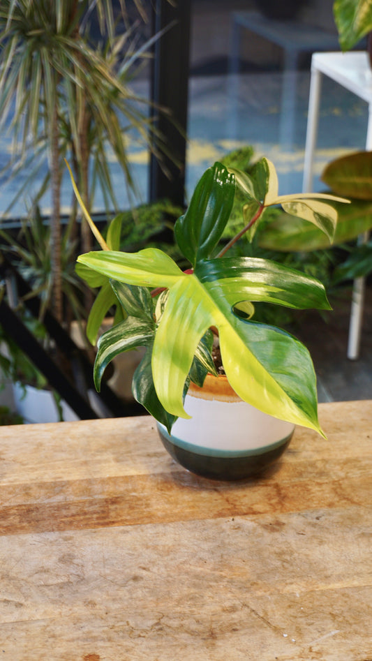 Philodendron Florida Beauty