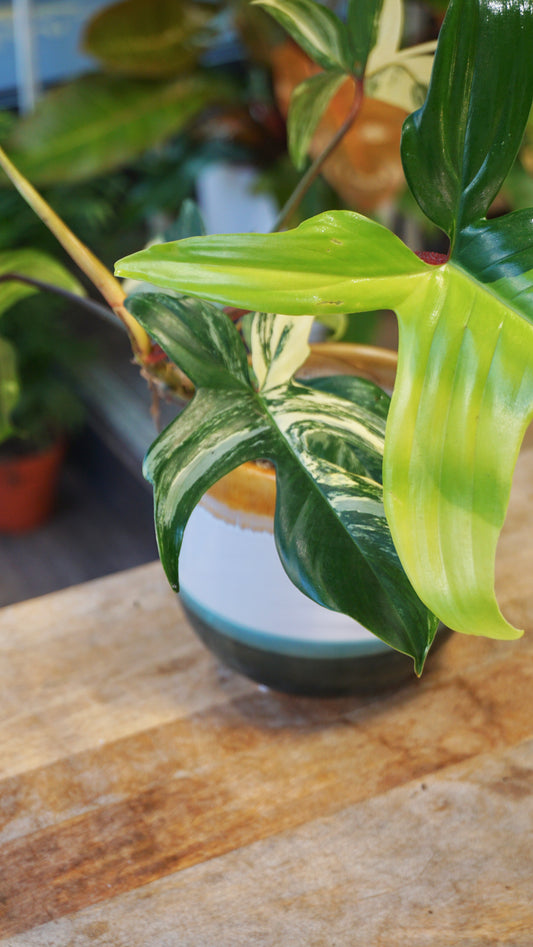 Philodendron Florida Beauty