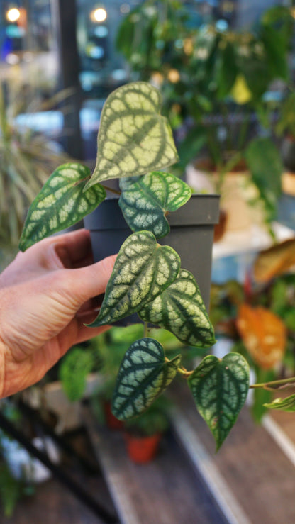 Piper Sylvaticum studio plantes rares jungle jardinerie strasbourg rare plant shop online pflanzen