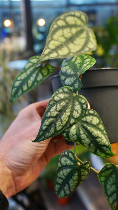 Piper Sylvaticum studio plantes rares jungle jardinerie strasbourg rare plant shop online pflanzen