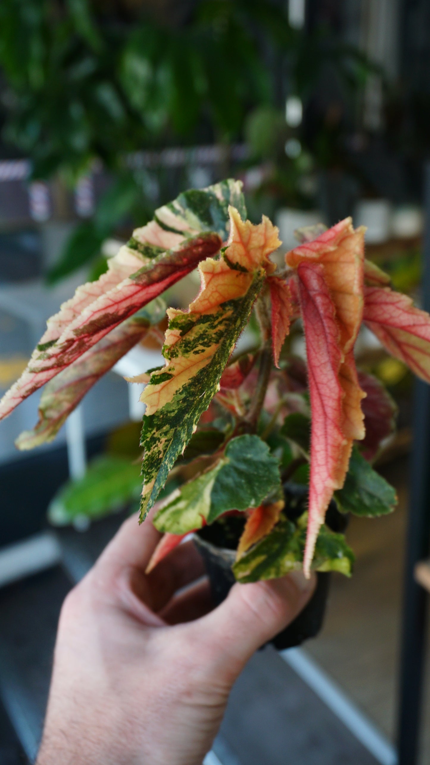 Bégonia Ginny Galaxy Variegata studio plantes rares jungle jardinerie strasbourg rare plant shop online pflanzen