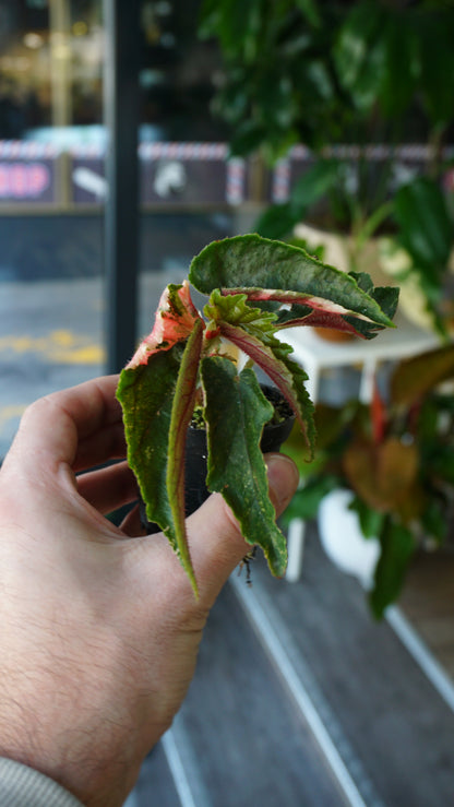 Begonie Ginny Galaxy Variegata