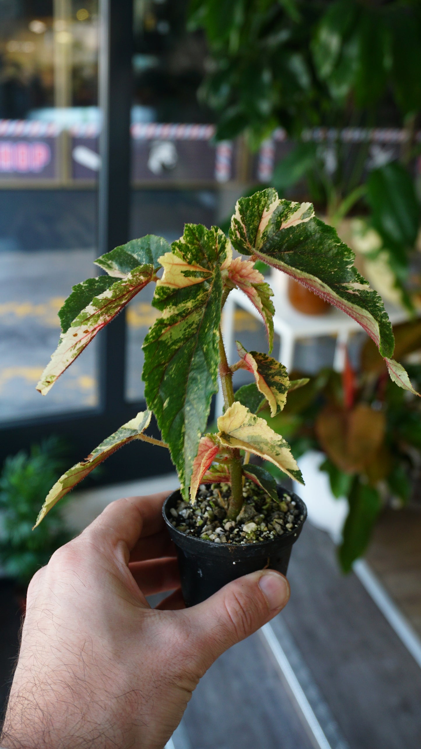 Begonie Ginny Galaxy Variegata