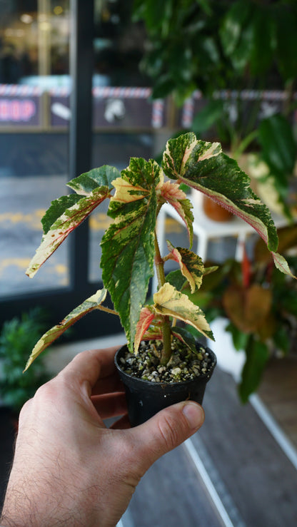 Begonie Ginny Galaxy Variegata