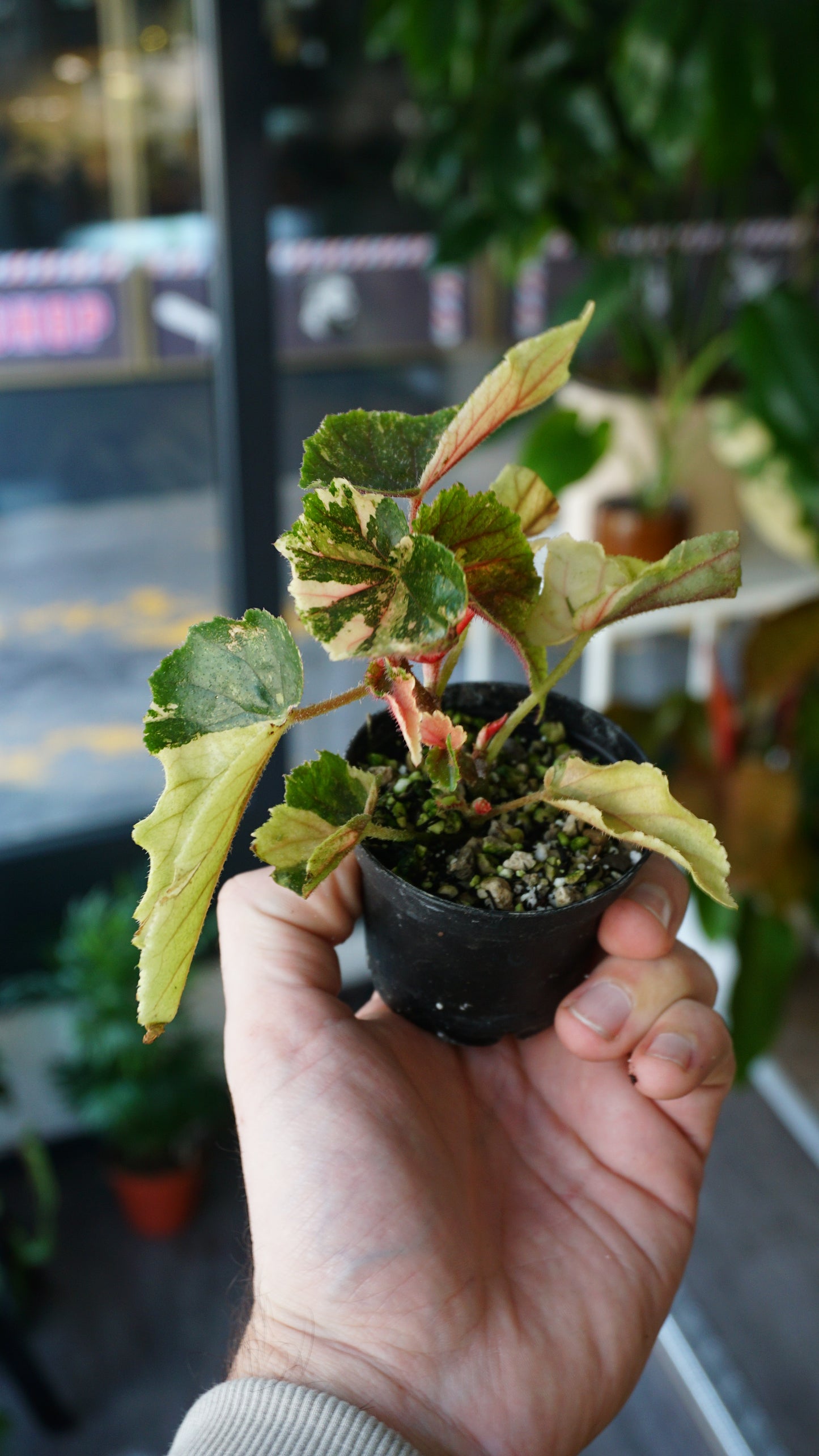 Begonie Ginny Galaxy Variegata