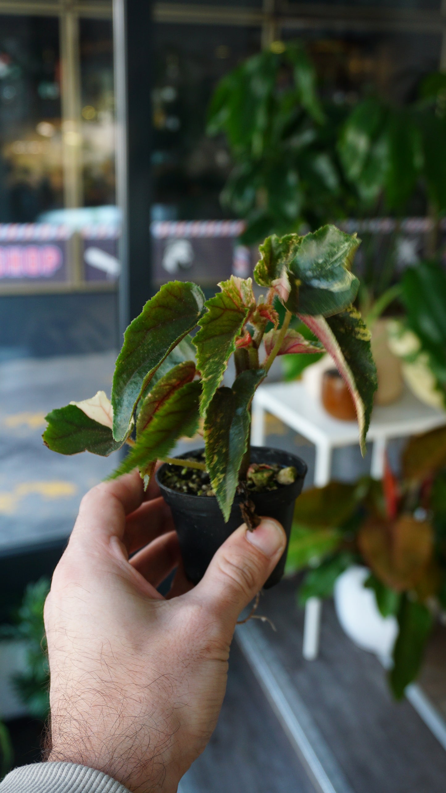 Begonie Ginny Galaxy Variegata
