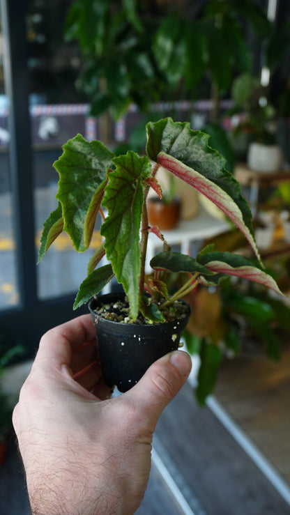 Begonie Ginny Galaxy Variegata