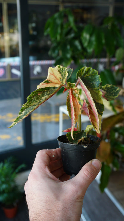 Begonie Ginny Galaxy Variegata