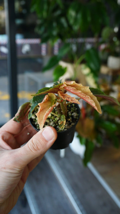 Begonie Ginny Galaxy Variegata