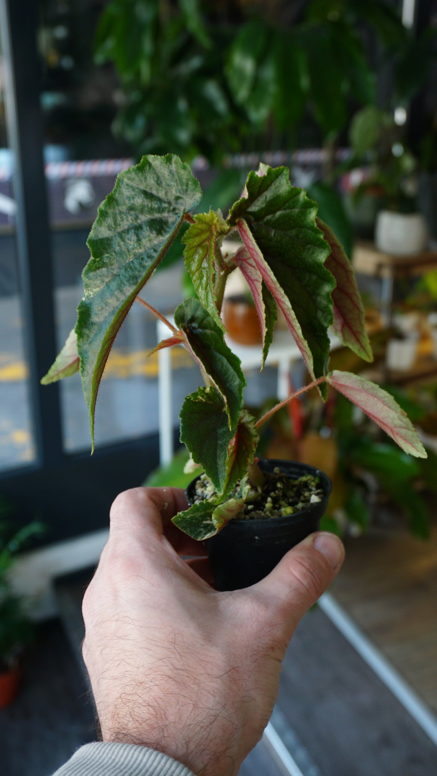 Begonie Ginny Galaxy Variegata