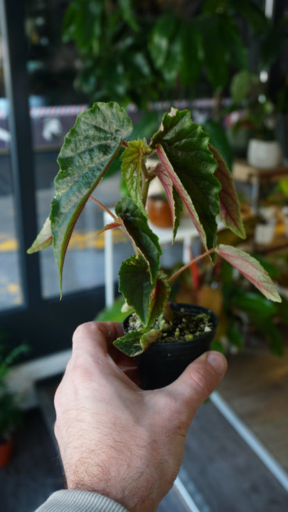 Begonie Ginny Galaxy Variegata