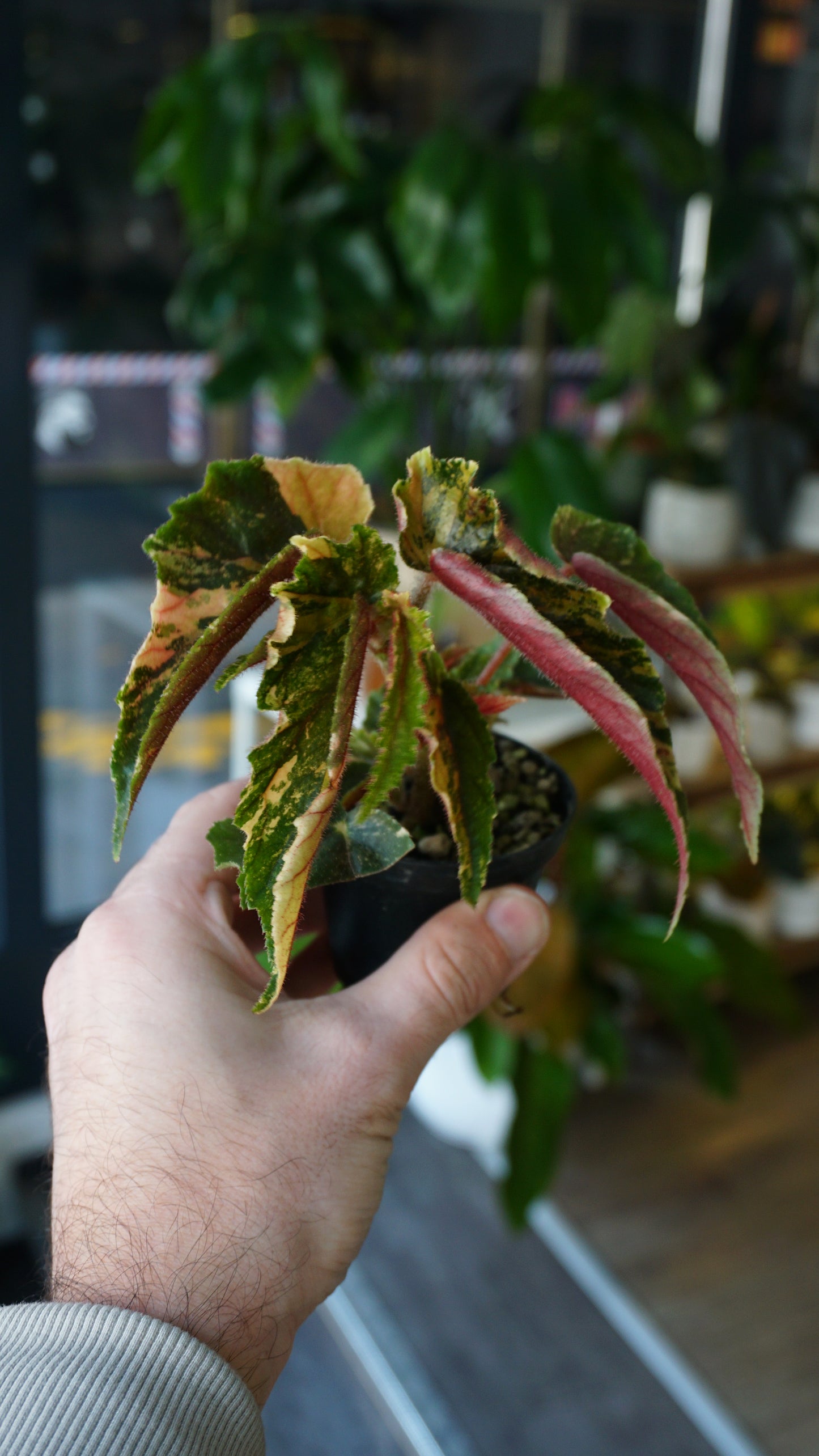 Begonie Ginny Galaxy Variegata