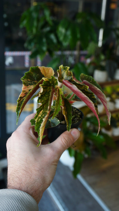 Begonie Ginny Galaxy Variegata