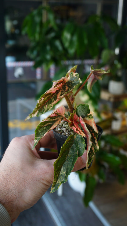 Begonie Ginny Galaxy Variegata
